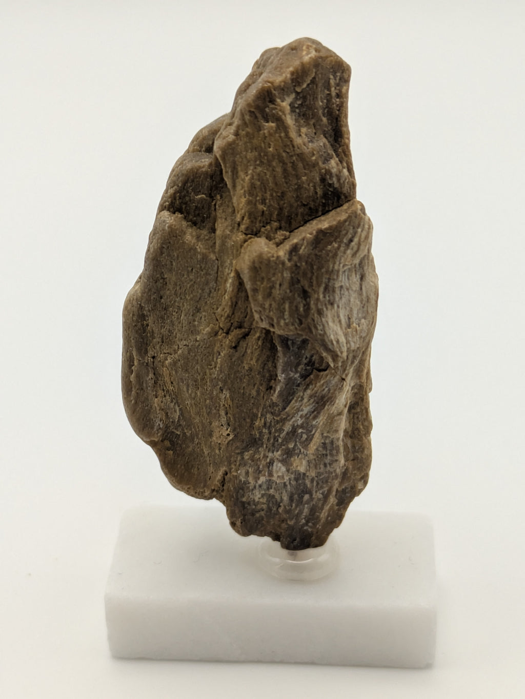 Small Petrified Wood Specimen with (with stand)