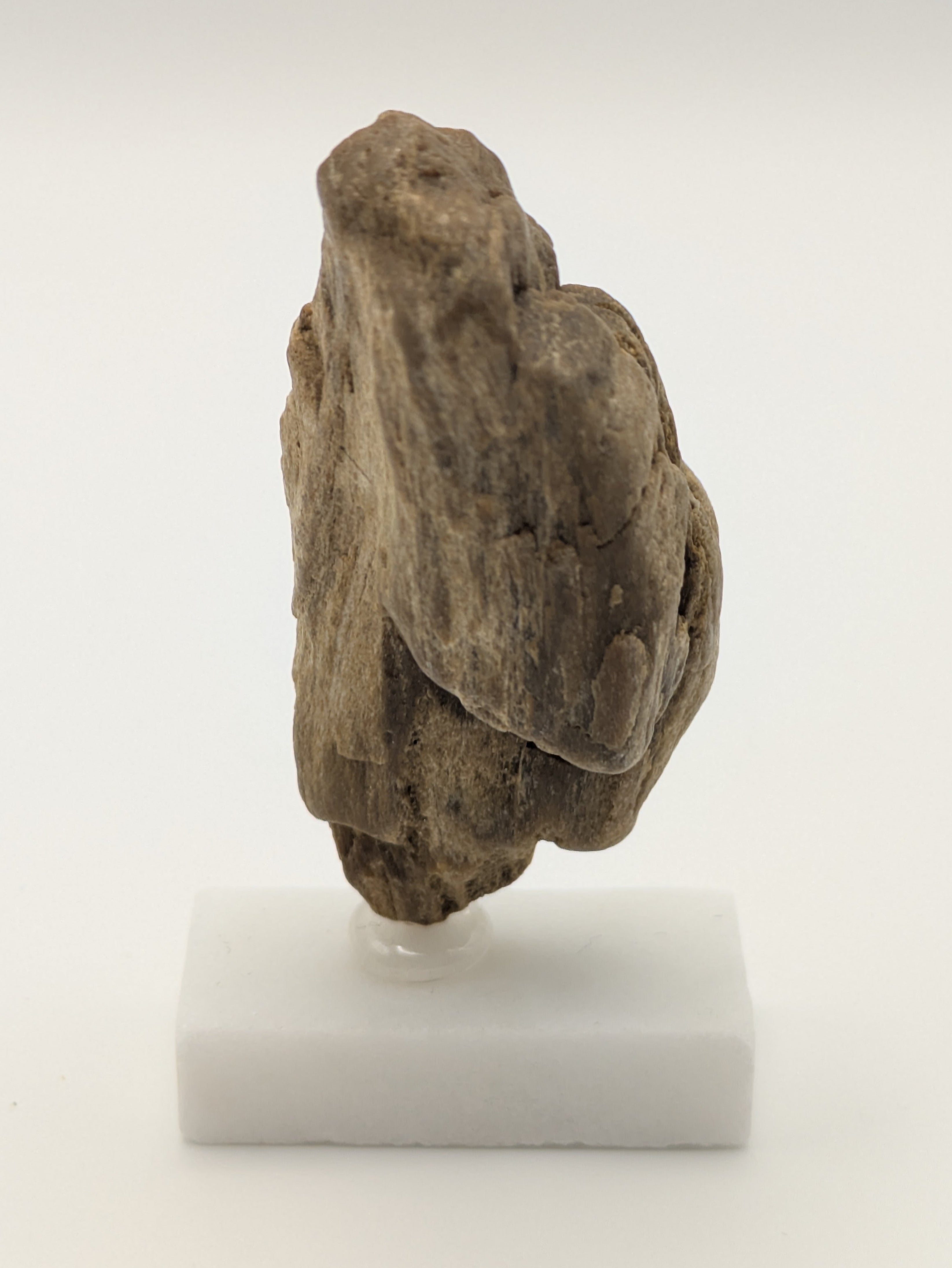 Small Petrified Wood Specimen with (with stand)