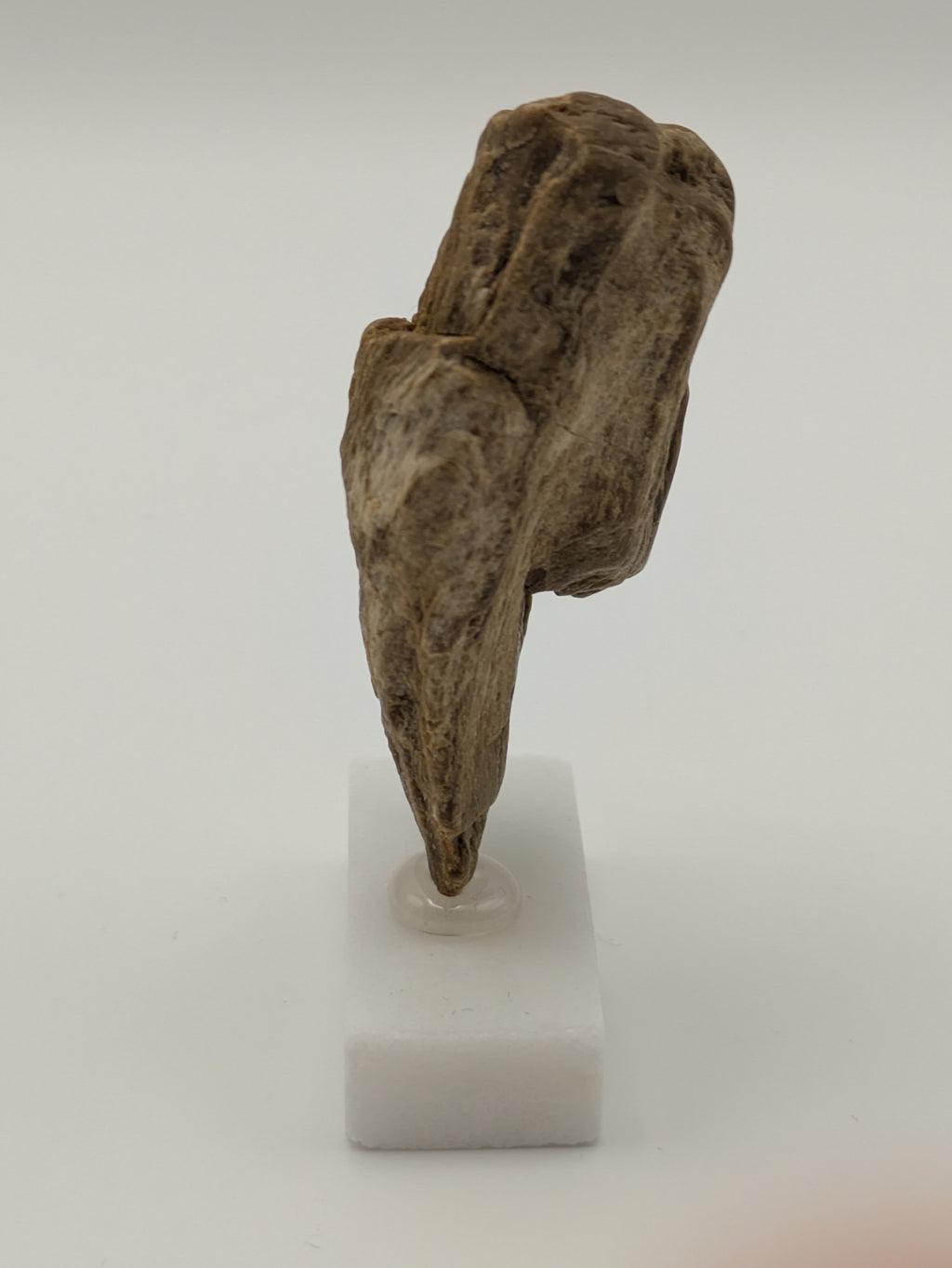 Small Petrified Wood Specimen with (with stand)
