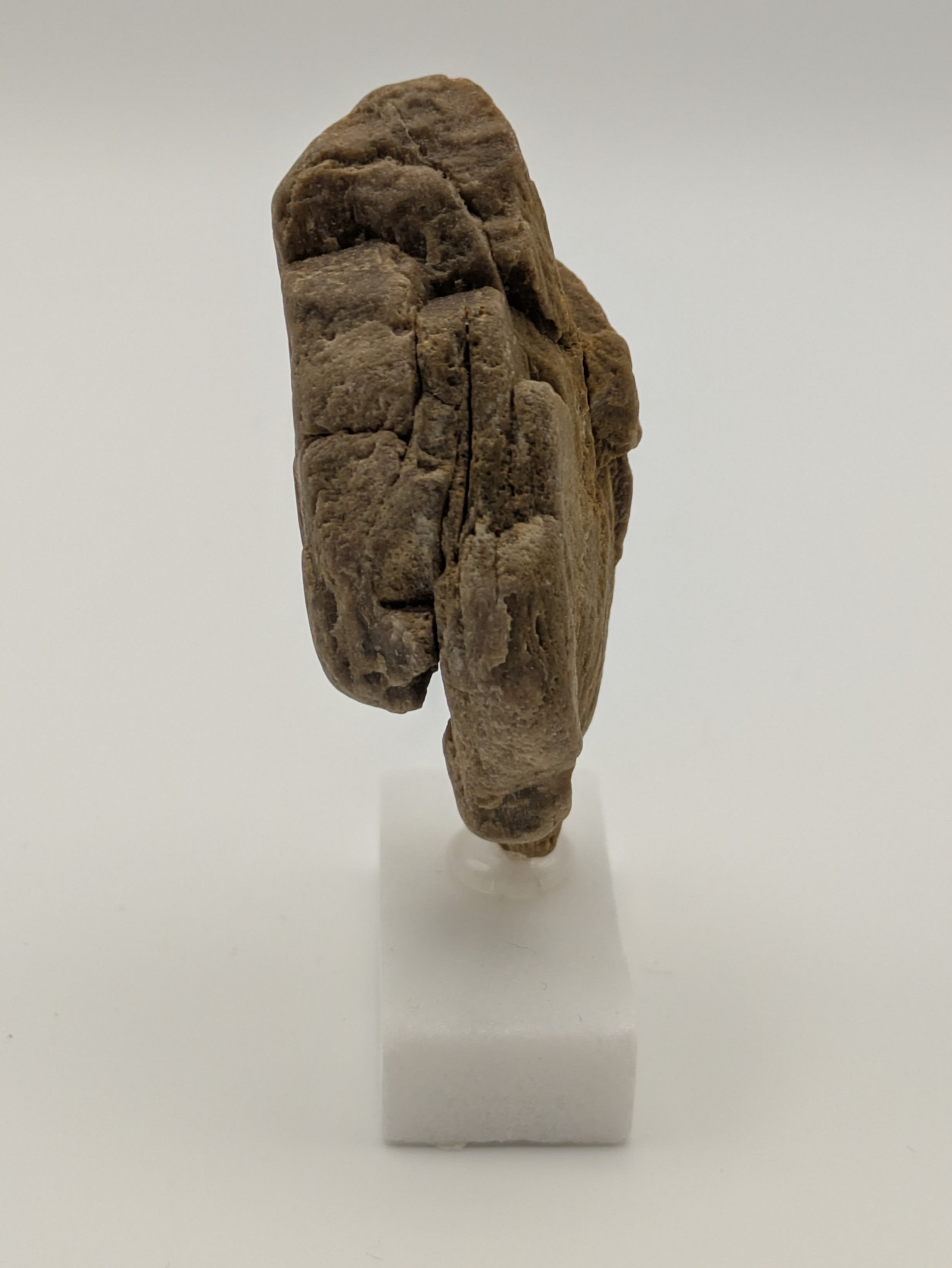 Small Petrified Wood Specimen with (with stand)