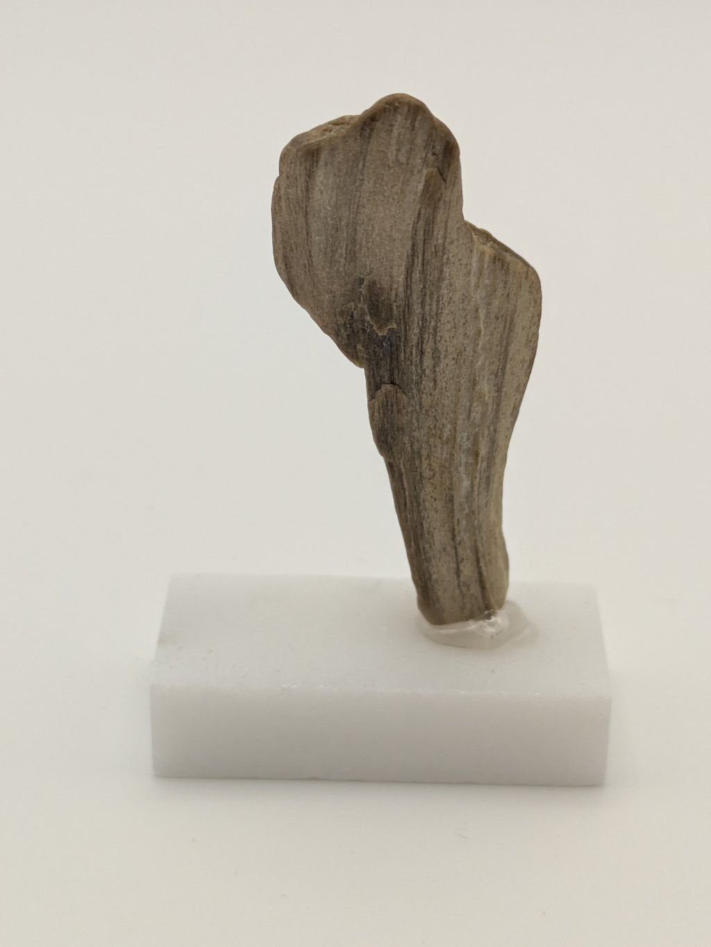 Small Petrified Wood Specimen with (with stand)