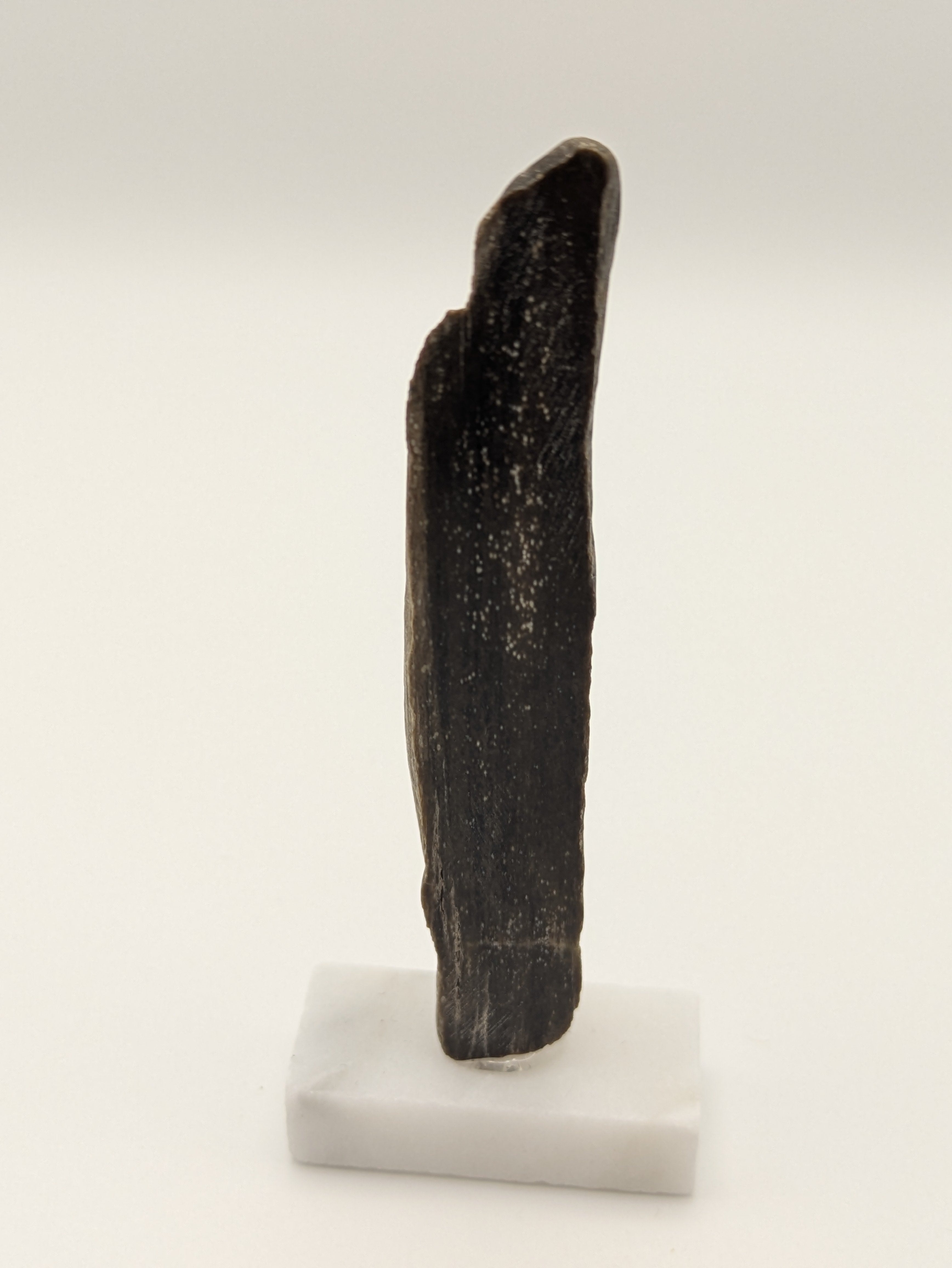 Small Petrified Wood Specimen with Polished Side