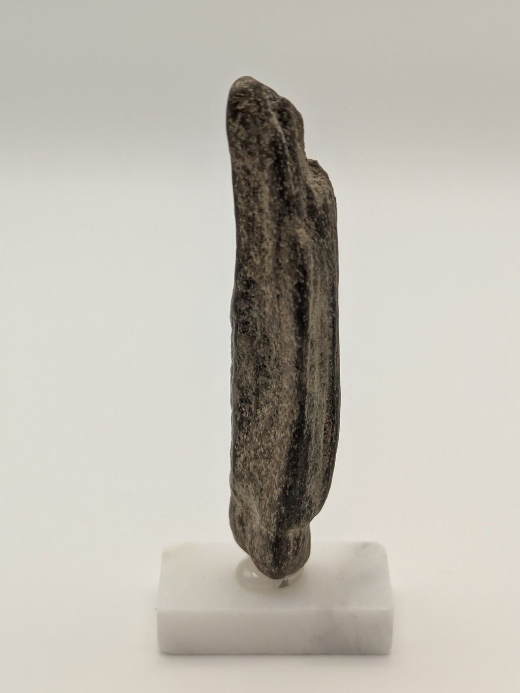 Small Petrified Wood Specimen with Polished Side