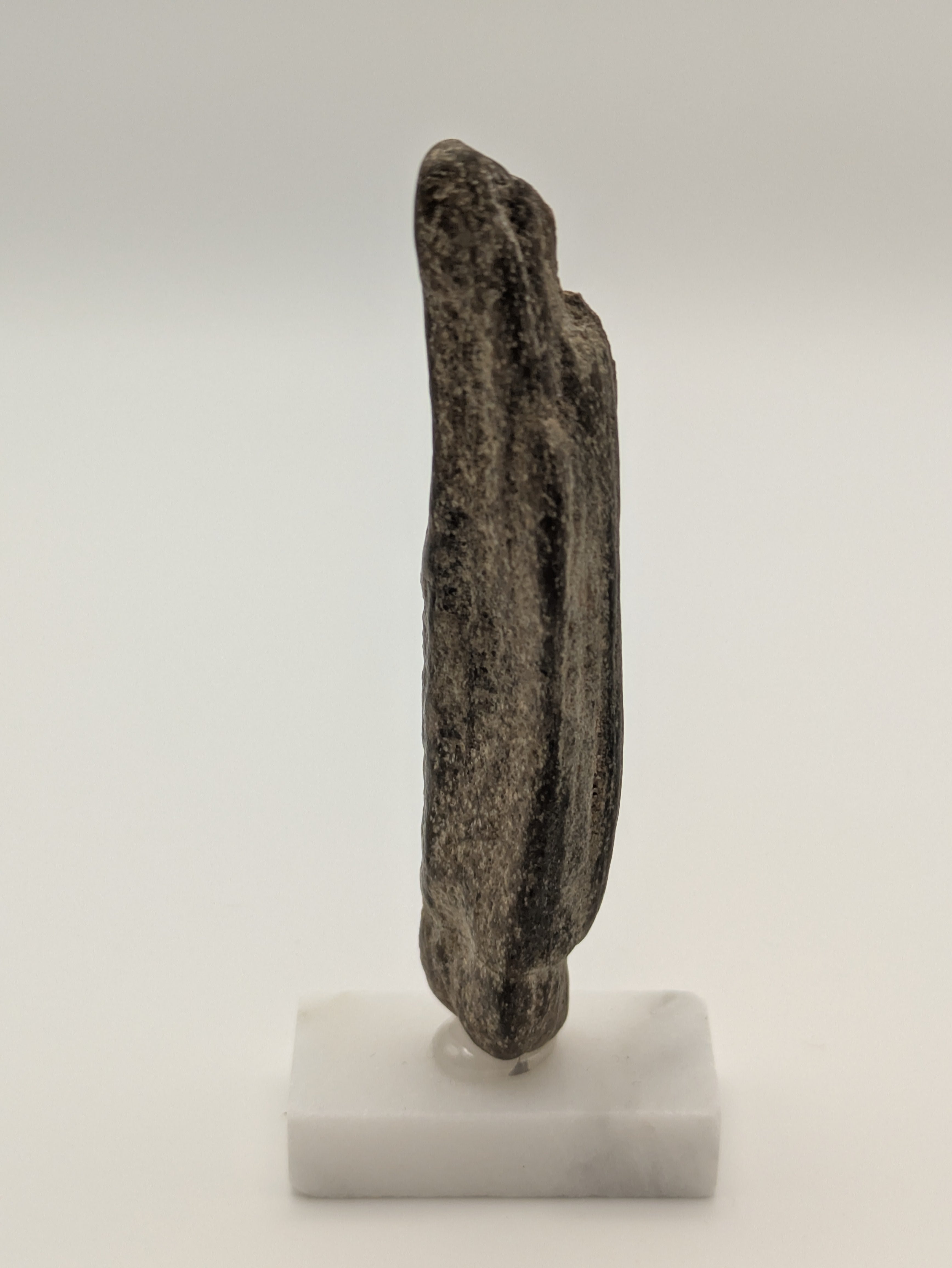 Small Petrified Wood Specimen with Polished Side