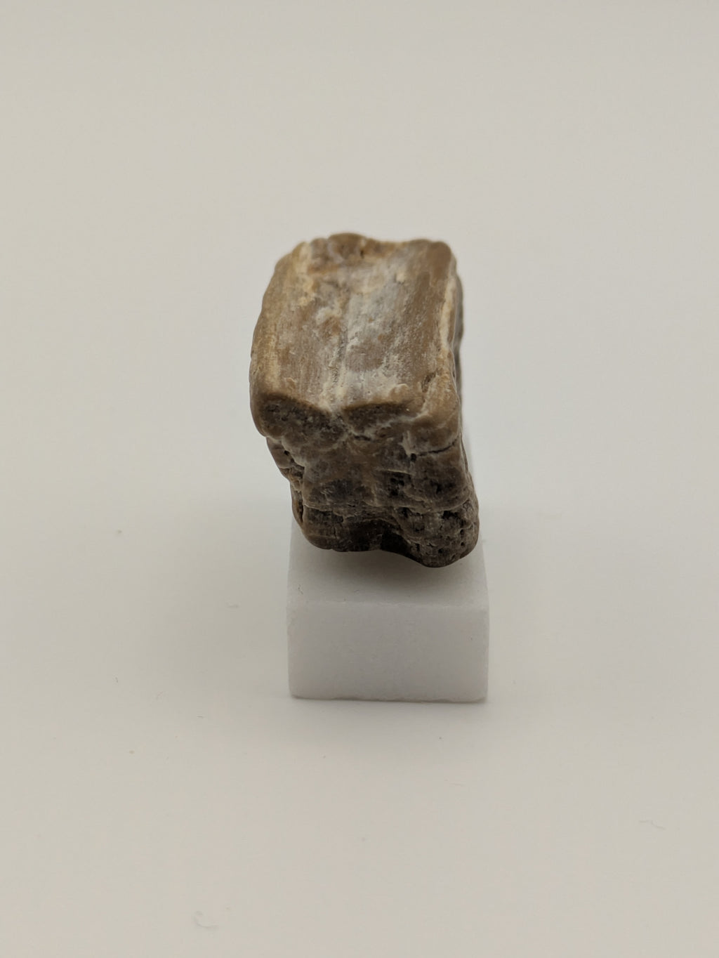 Small Petrified Wood Specimen with Druzy Crystals (with stand)