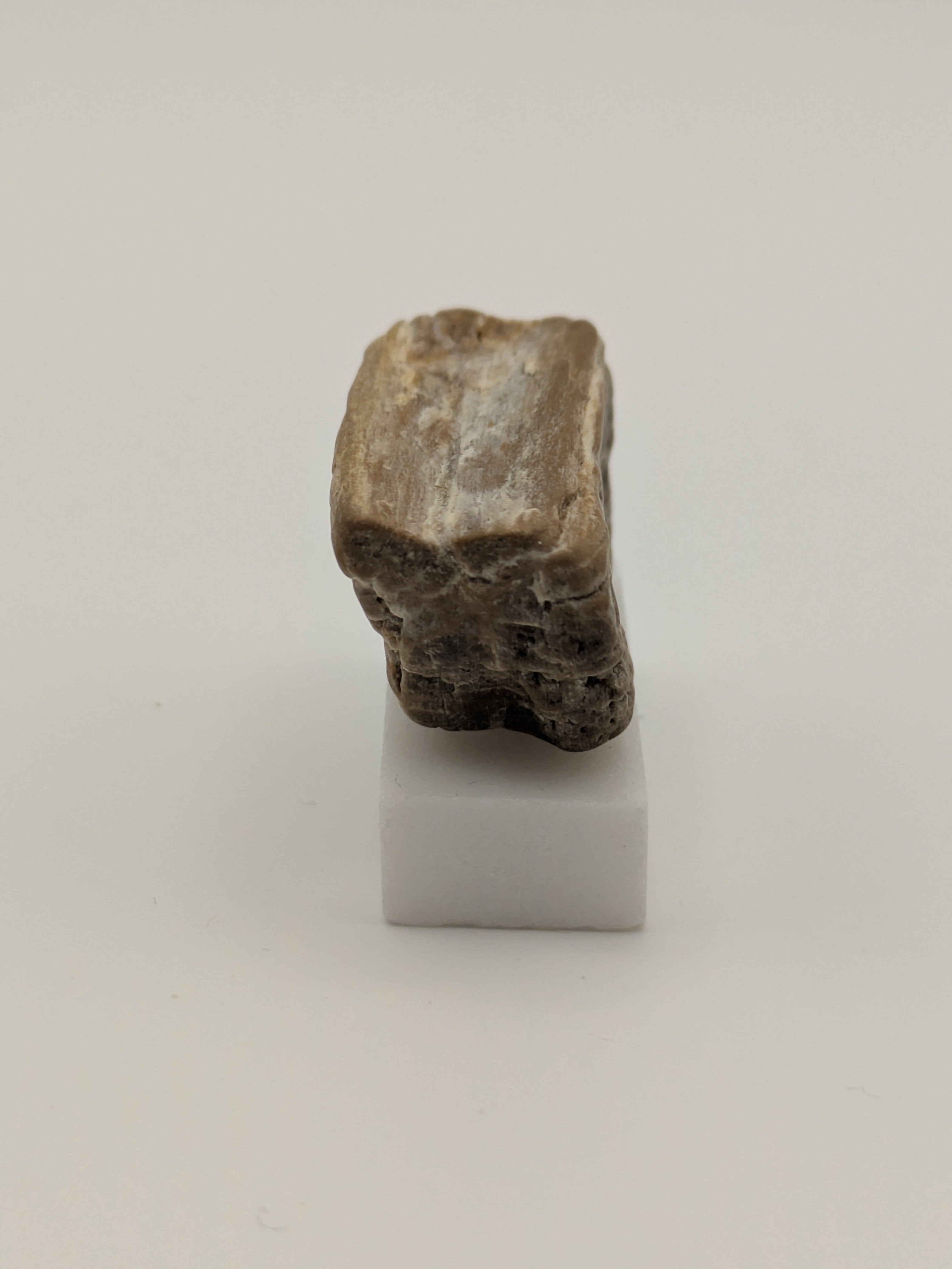 Small Petrified Wood Specimen with Druzy Crystals (with stand)
