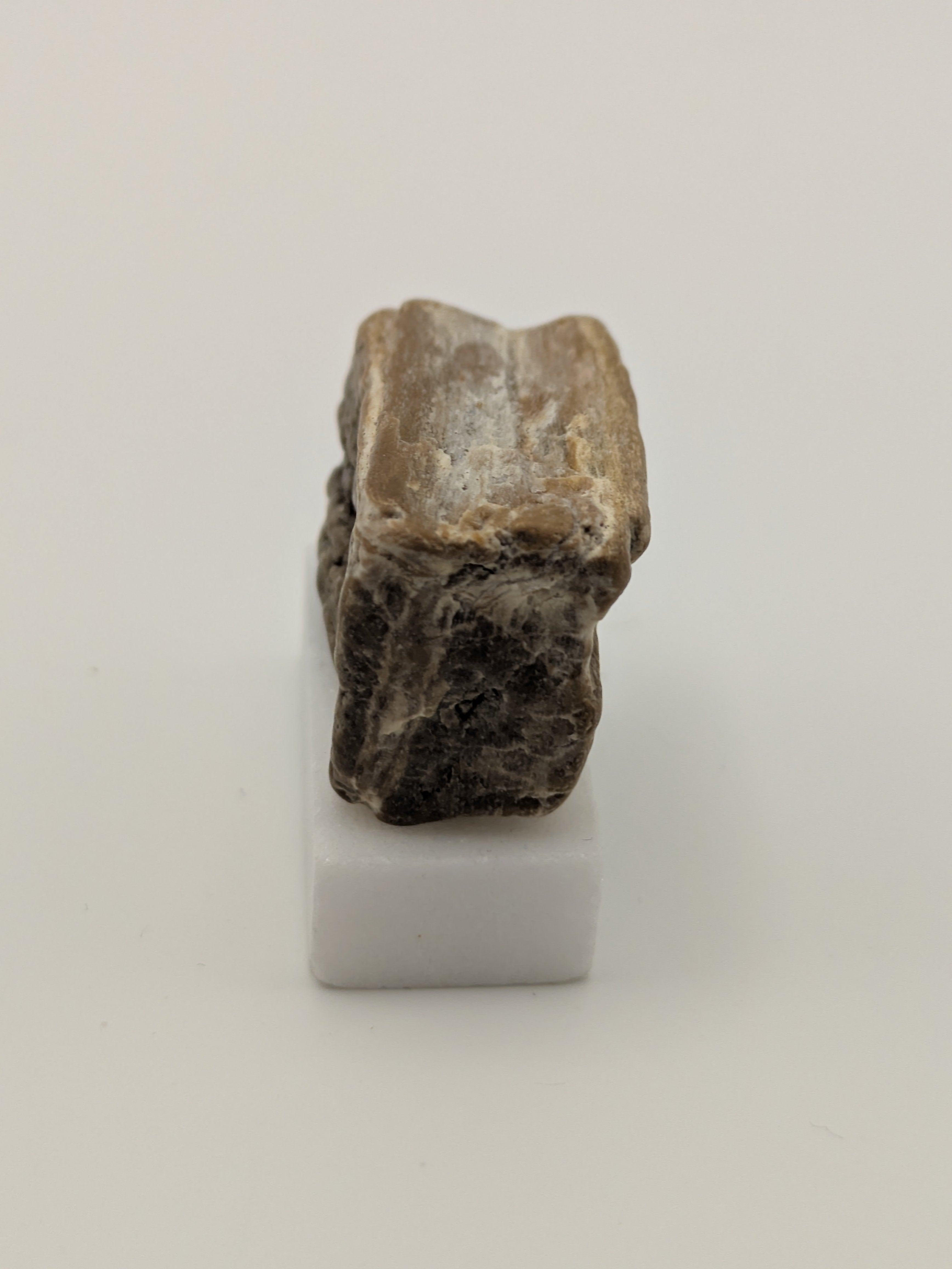 Small Petrified Wood Specimen with Druzy Crystals (with stand)