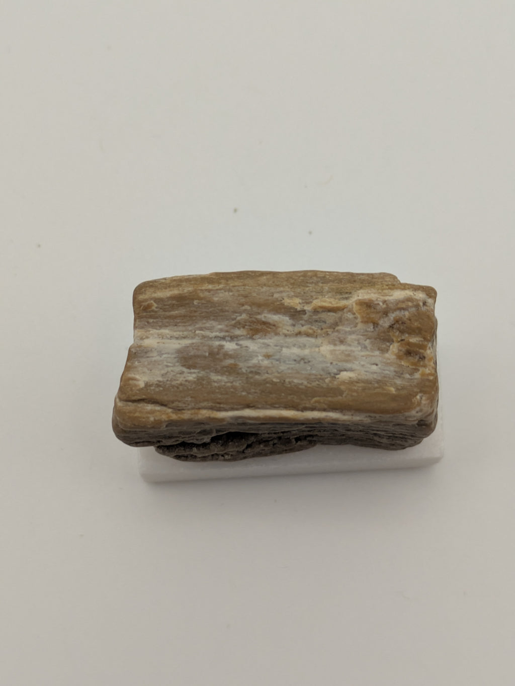 Small Petrified Wood Specimen with Druzy Crystals (with stand)