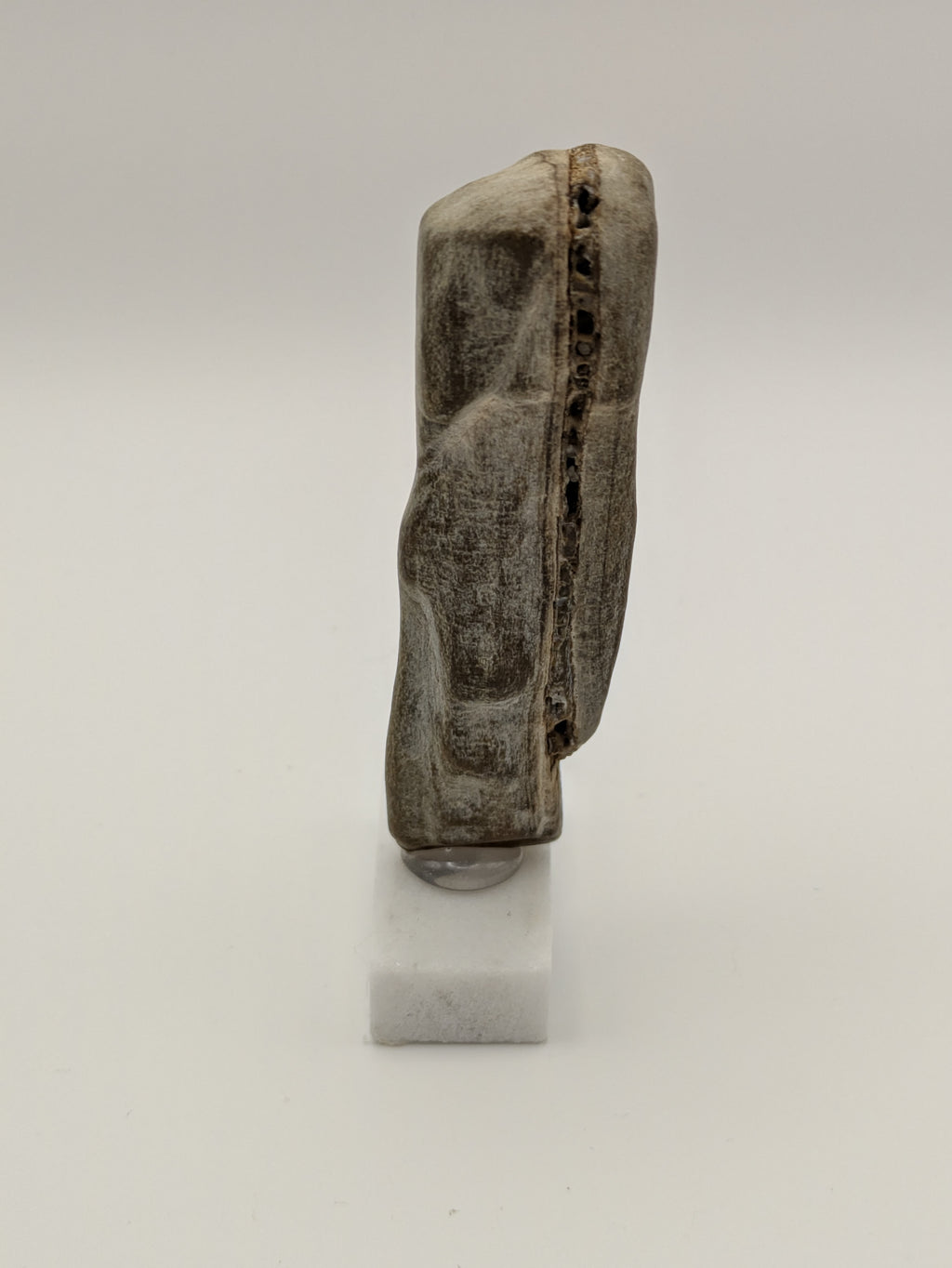 Small Petrified Wood Specimen with (with stand)