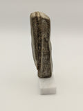 Small Petrified Wood Specimen with (with stand)