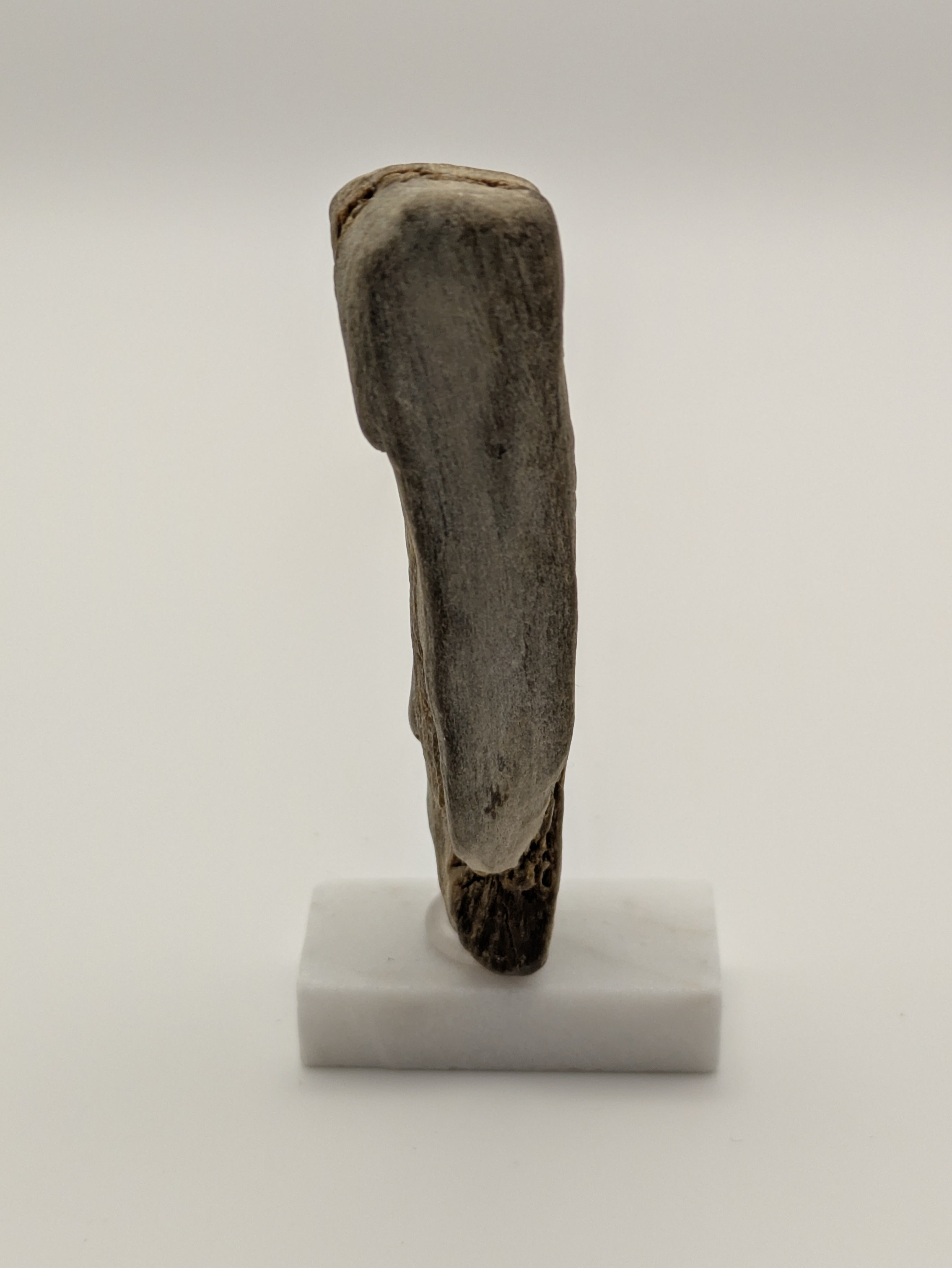 Small Petrified Wood Specimen with (with stand)