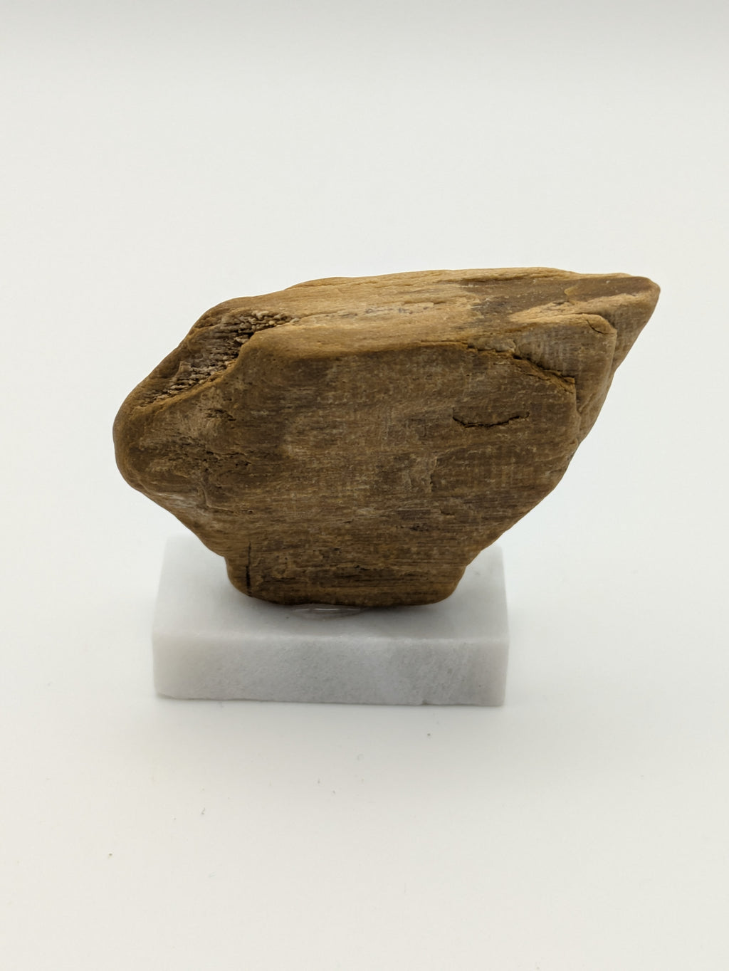 Small Petrified Wood Specimen with (with stand)