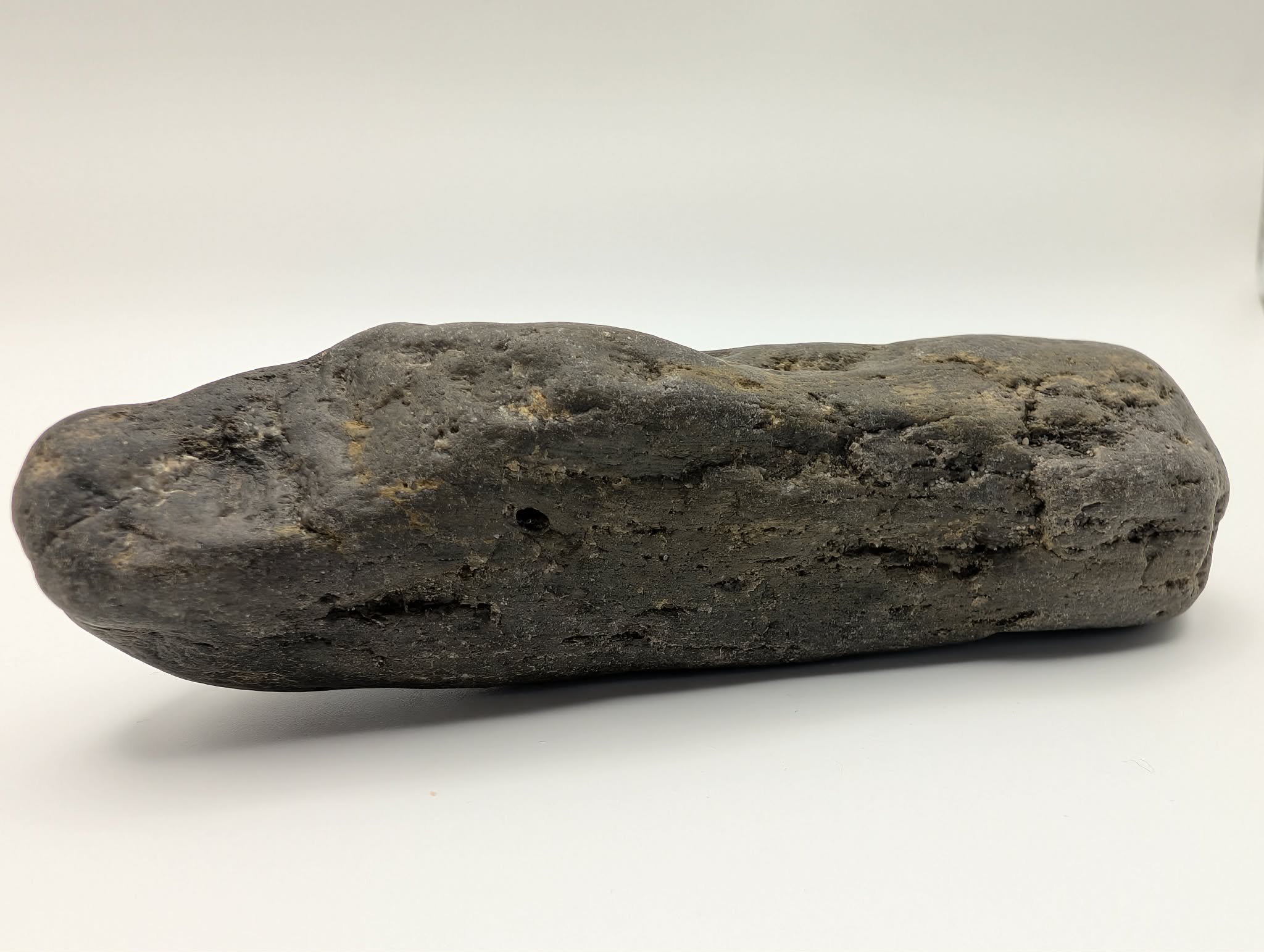 Petrified Wood Specimen