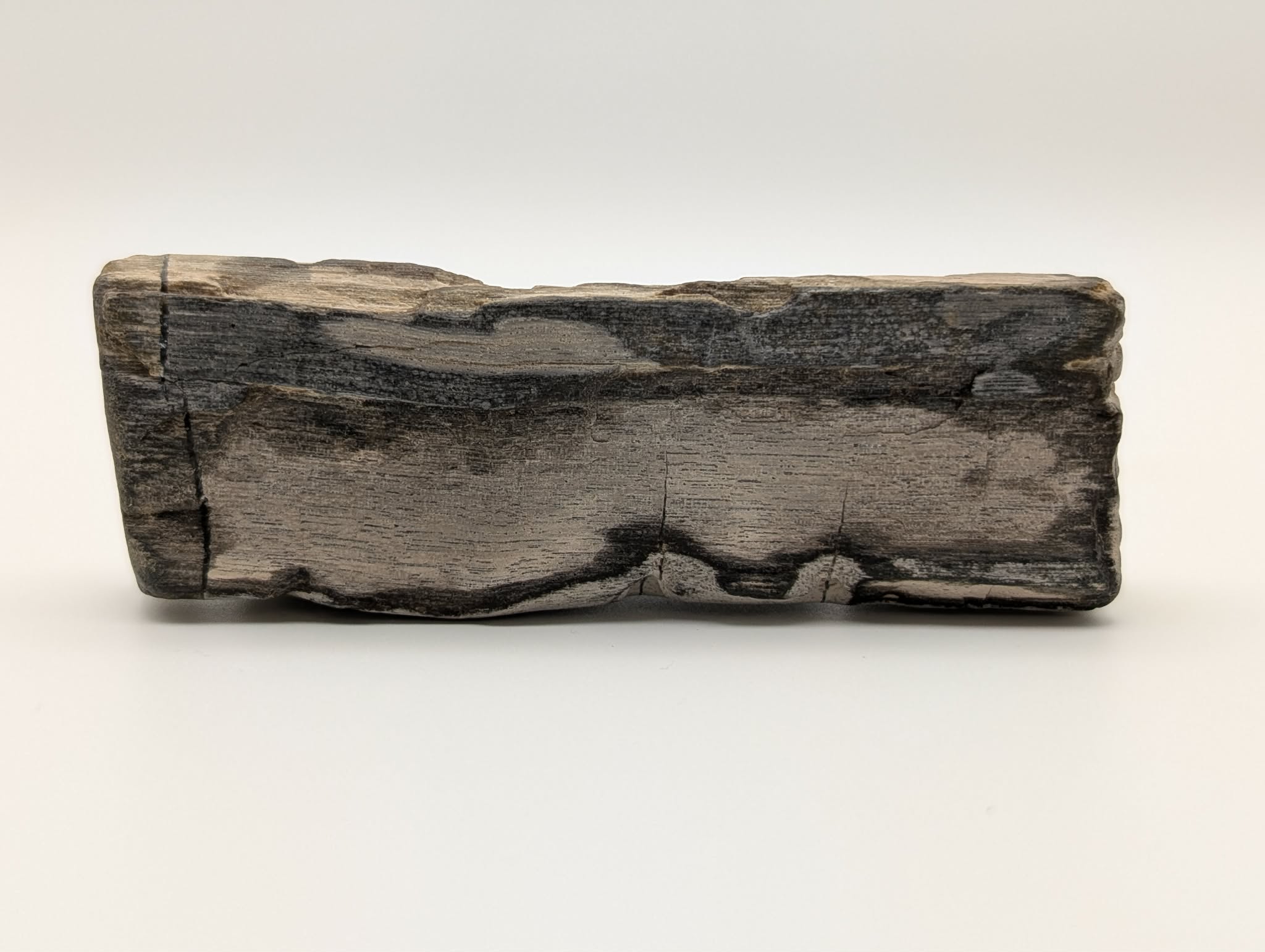 Petrified Wood Specimen