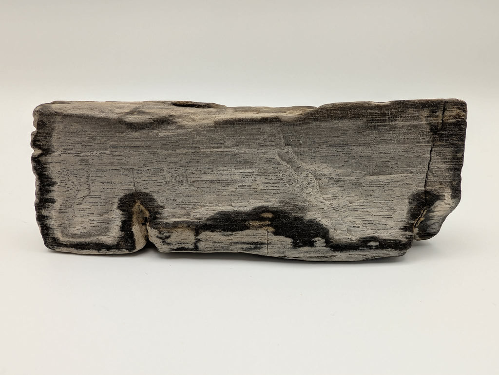 Petrified Wood Specimen