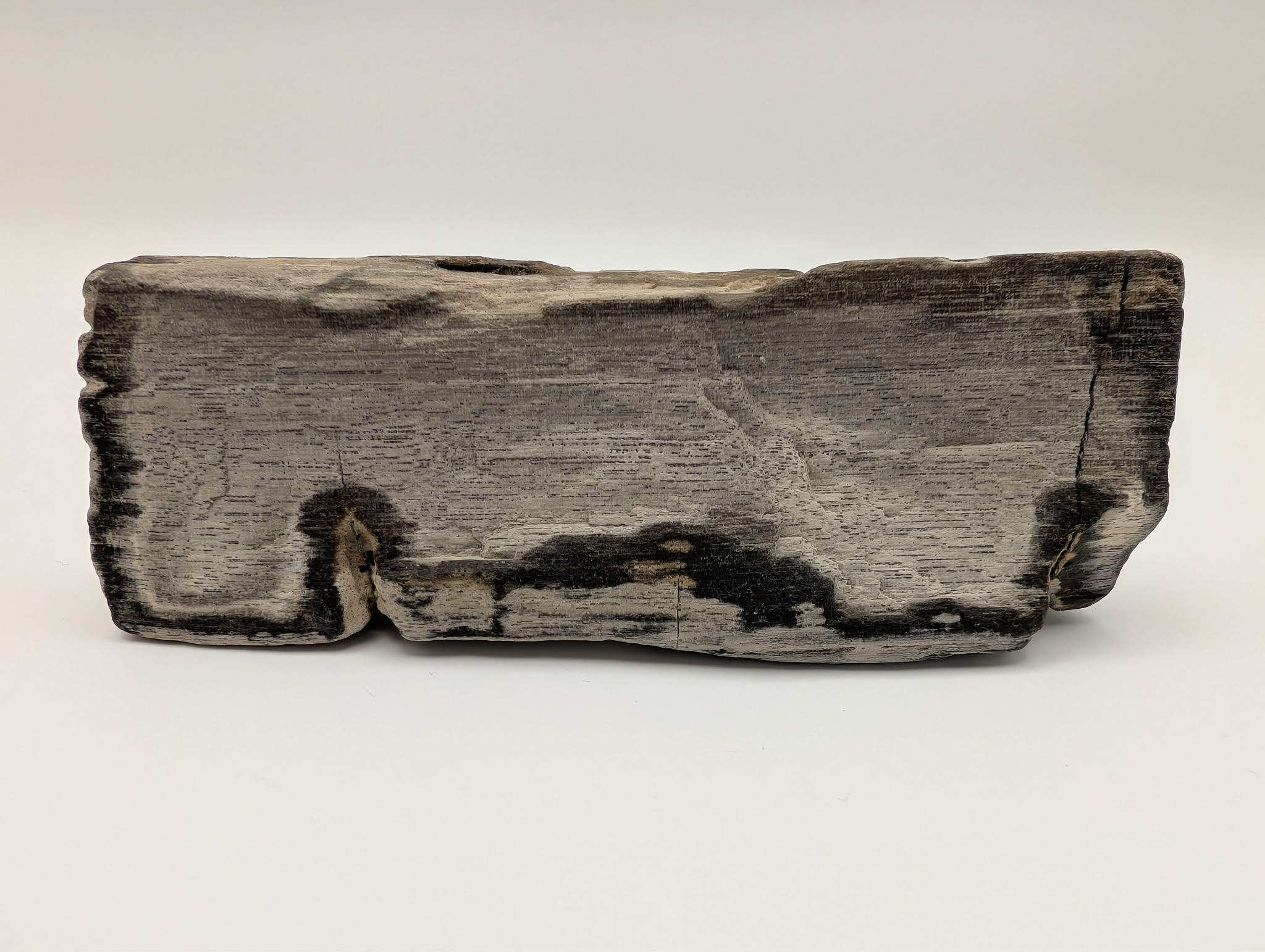 Petrified Wood Specimen