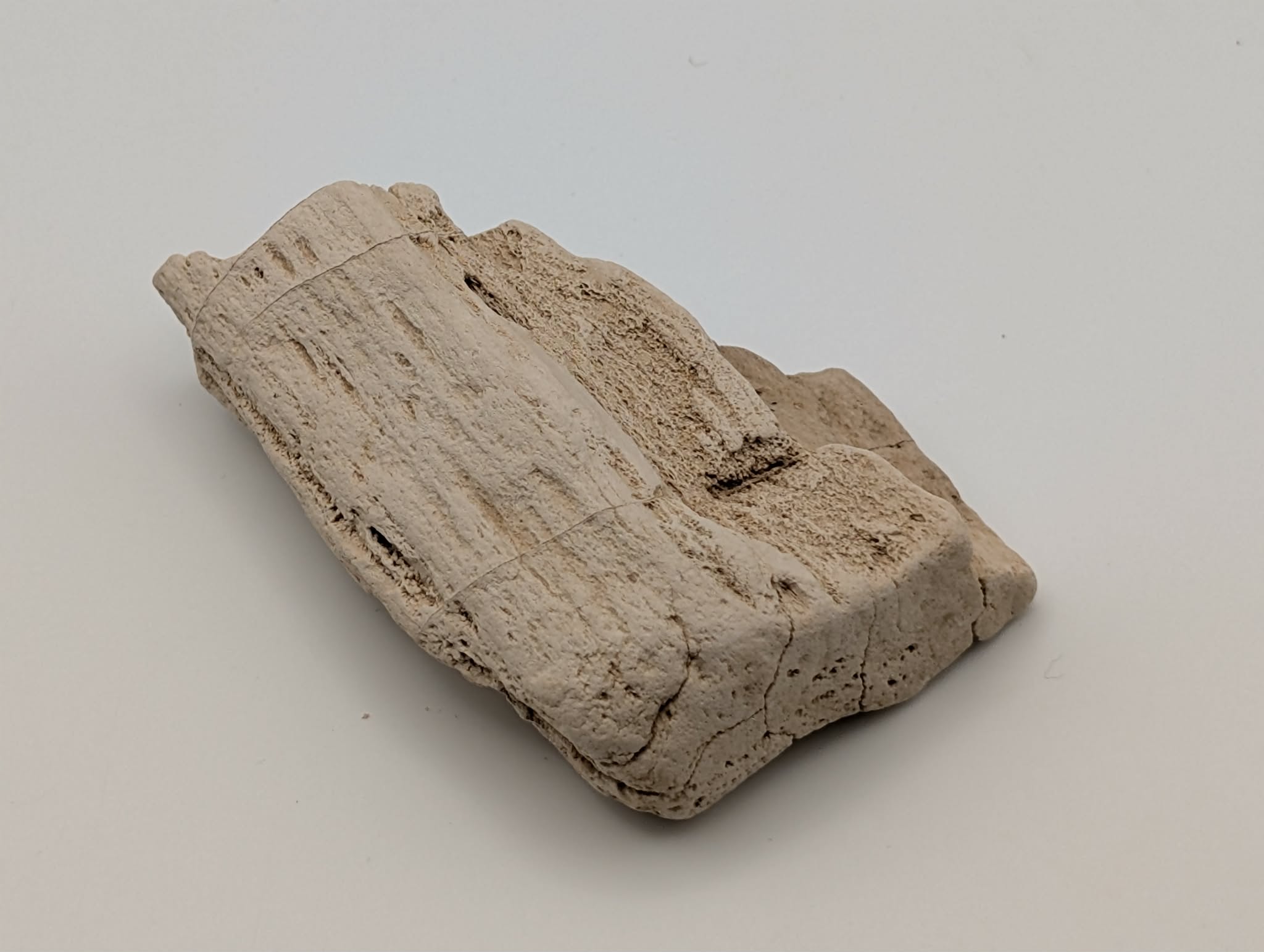 Petrified Wood Specimen