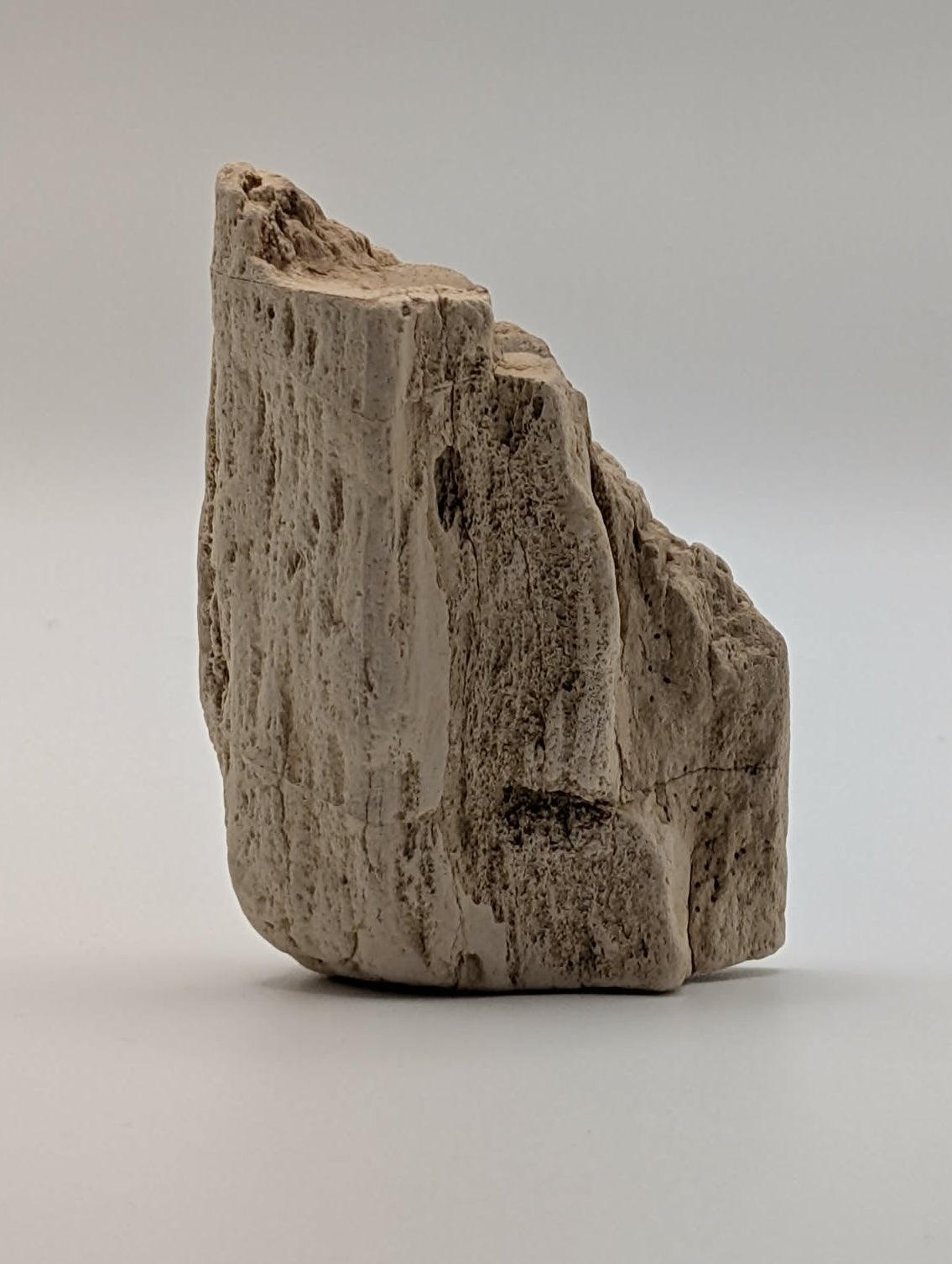 Petrified Wood Specimen