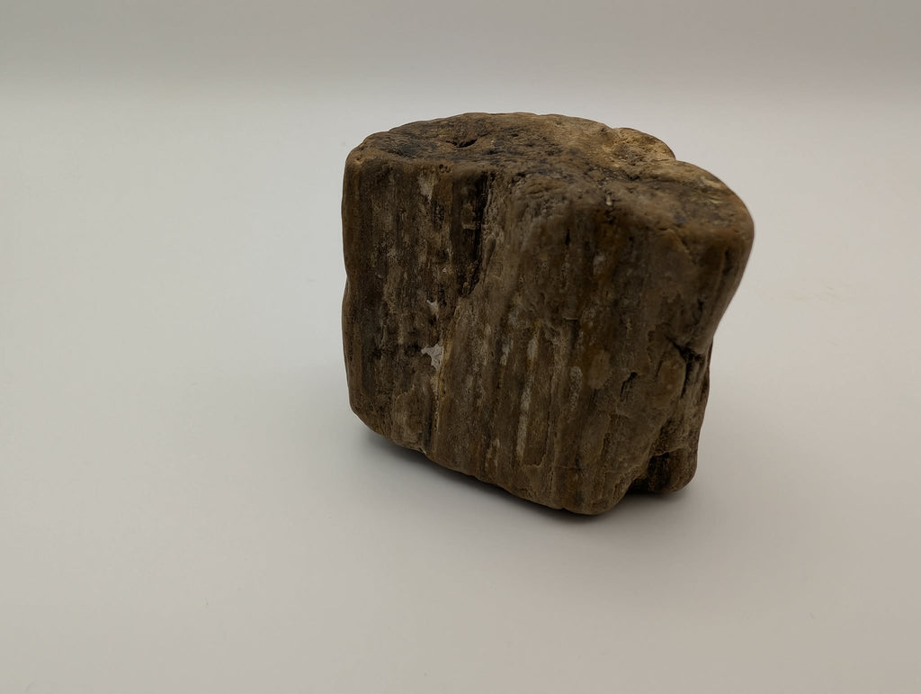 Petrified Wood Specimen