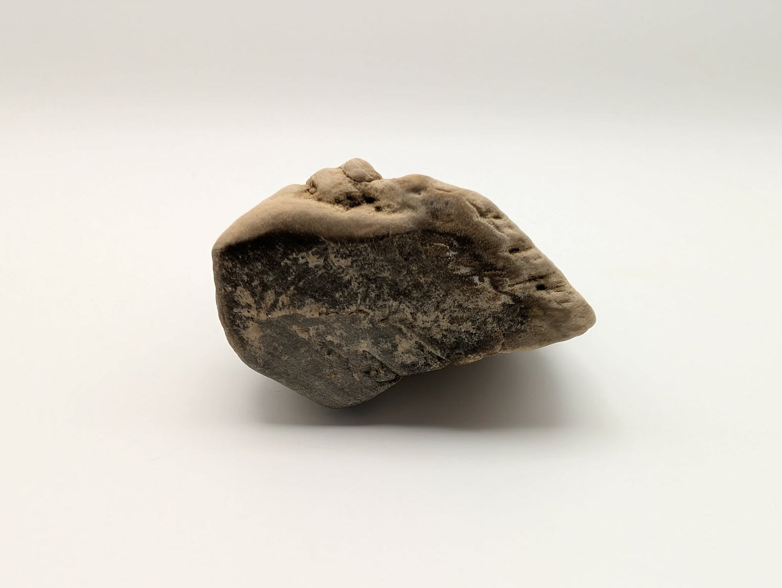 Opalized Wood Specimen