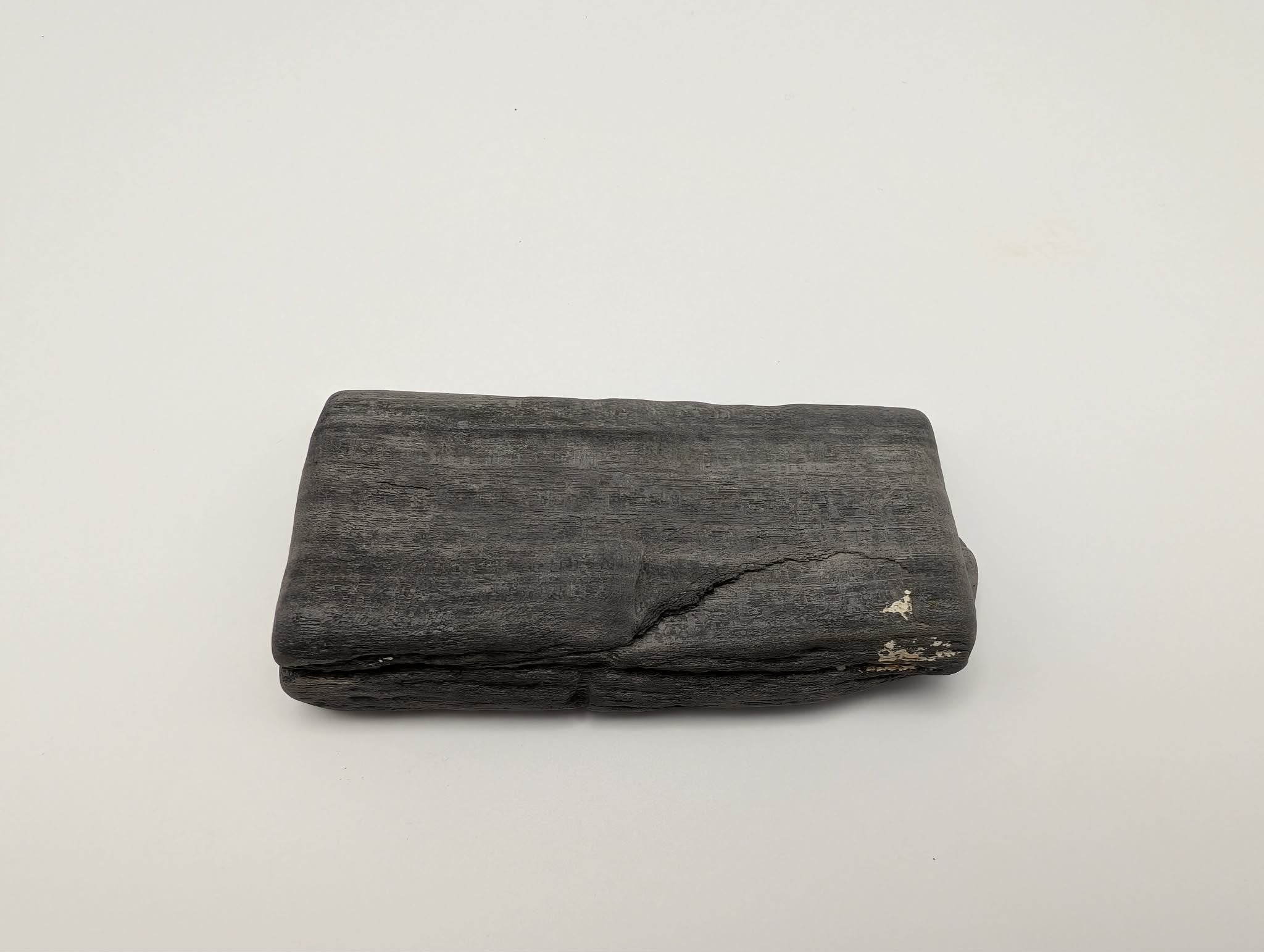 Petrified Wood Specimen