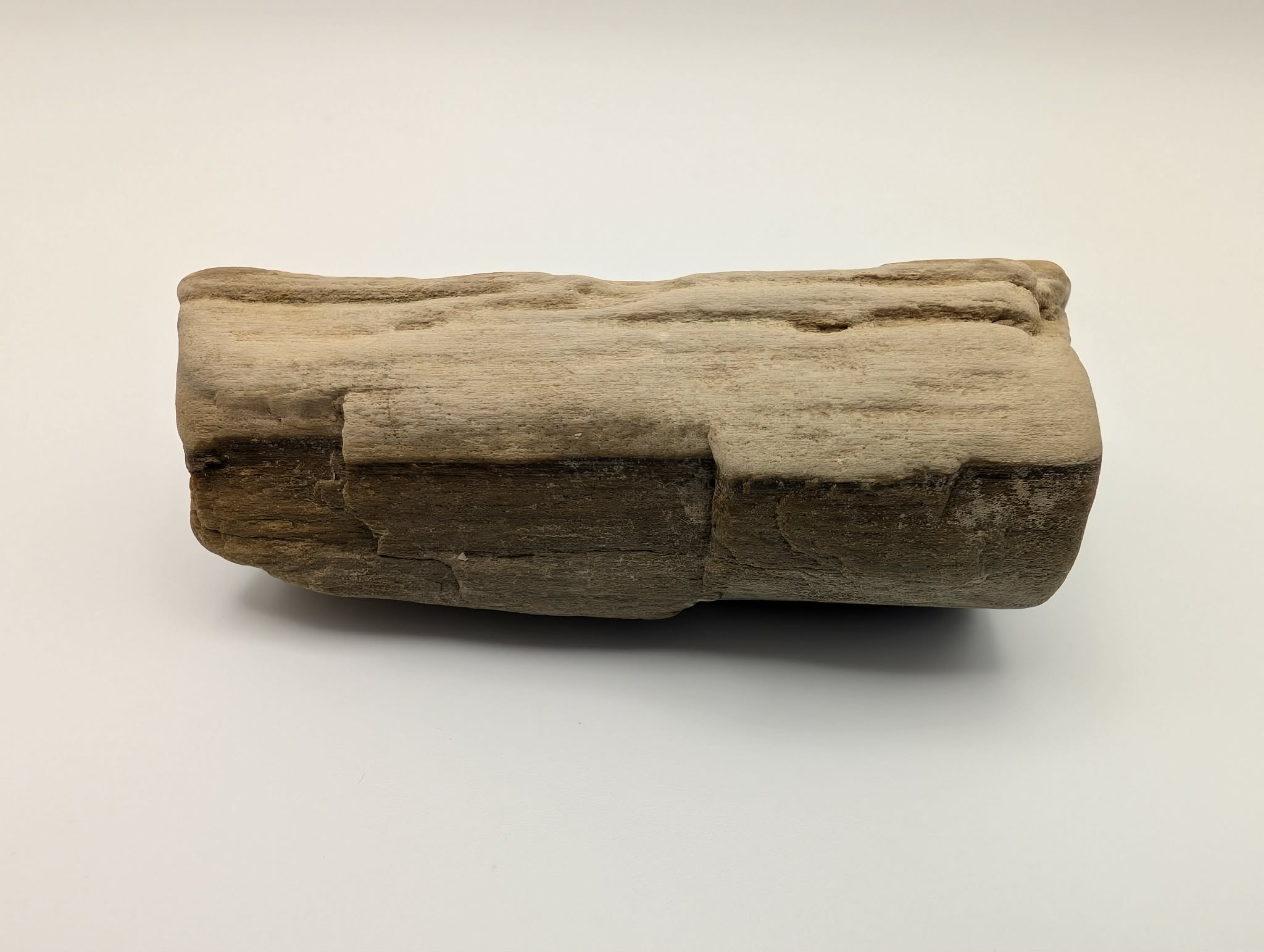 Opalized Wood Specimen