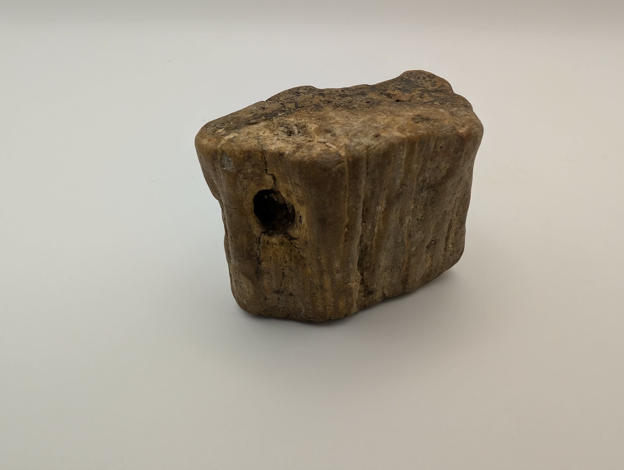 Petrified Wood Specimen
