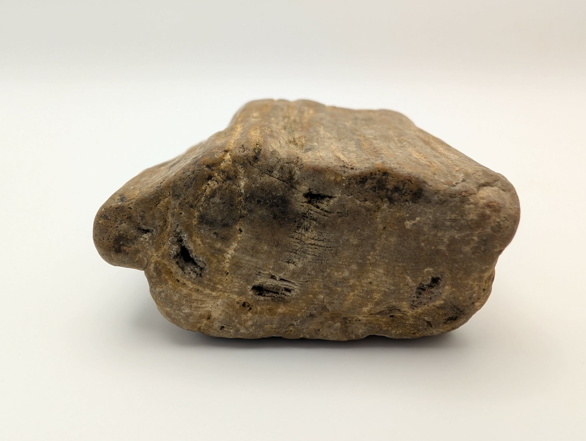 Petrified Wood Specimen