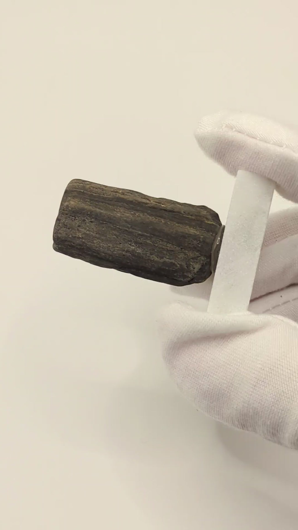 Small Petrified Wood Specimen with Druzy Crystals (with stand)