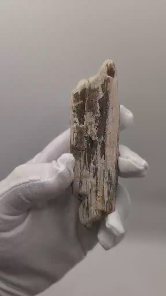 Opalized Wood with Druzy Crystals