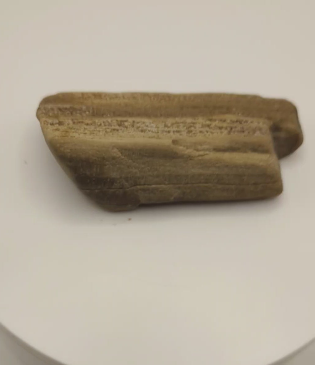 Petrified Wood Specimen with Druzy Crystals