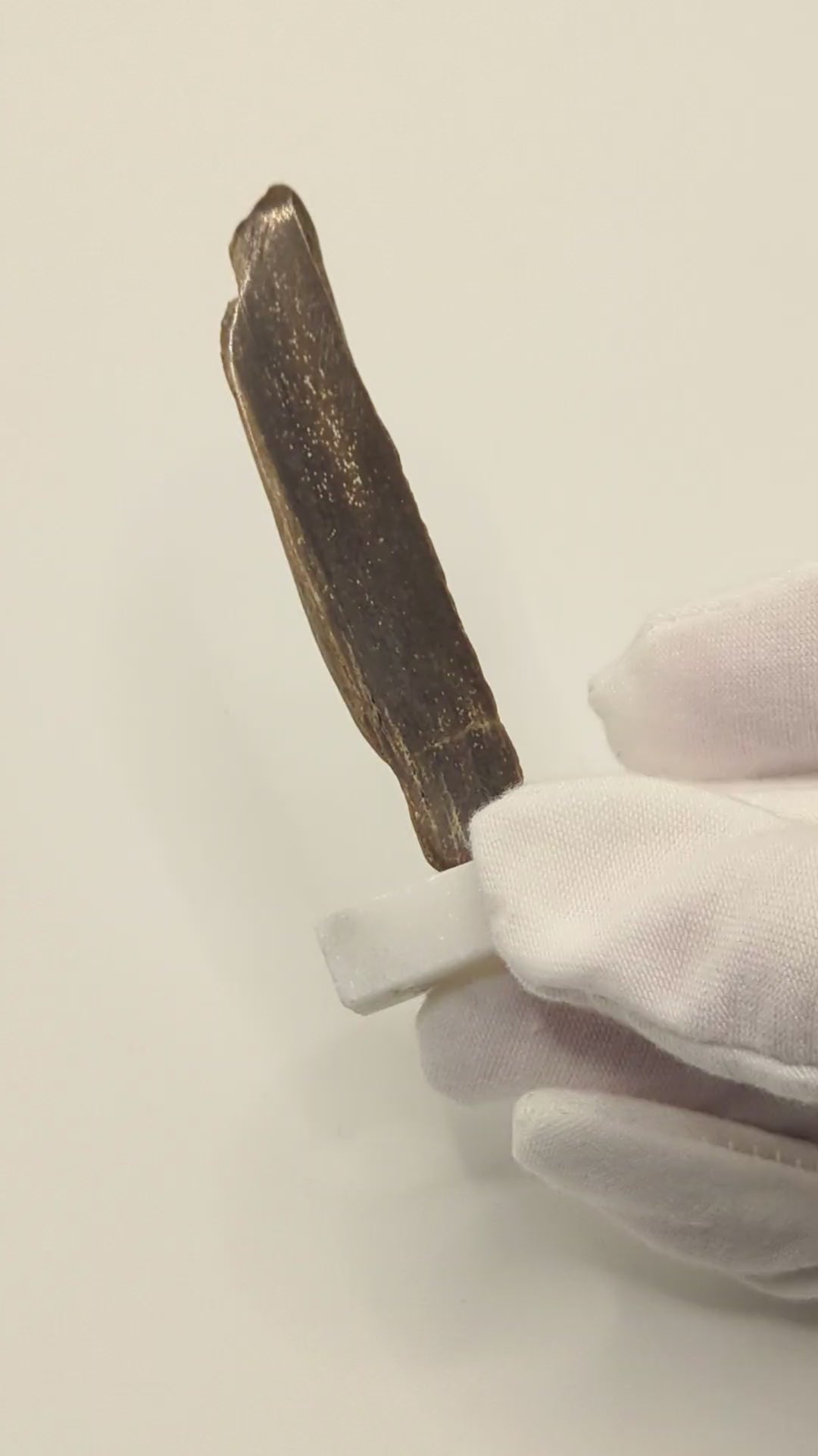 Small Petrified Wood Specimen with Polished Side