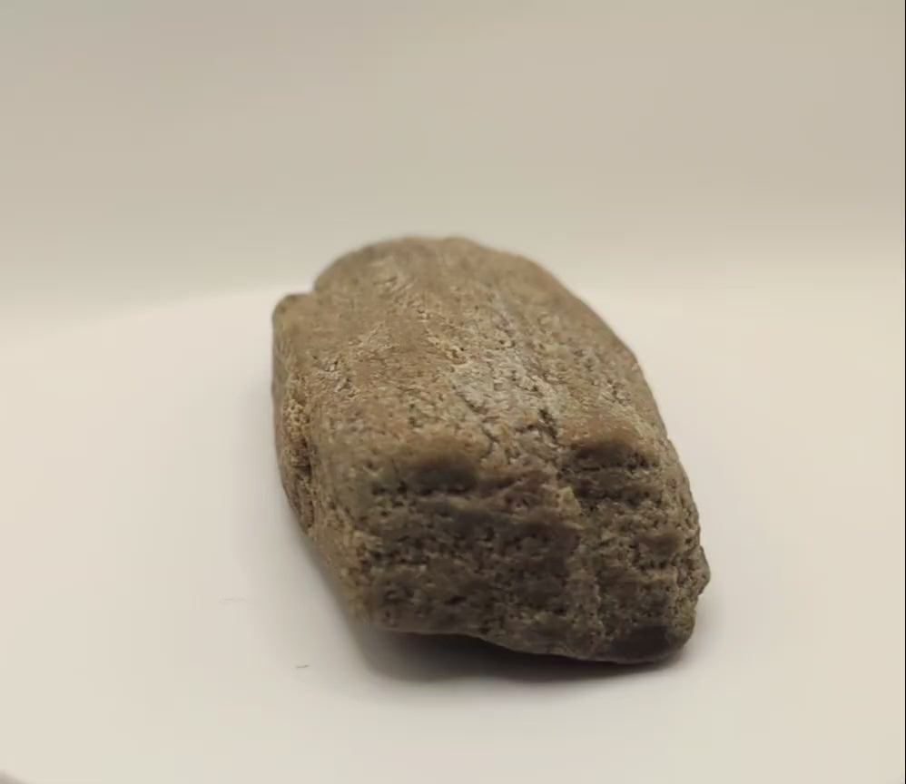 Petrified Wood Specimen with Druzy Crystals