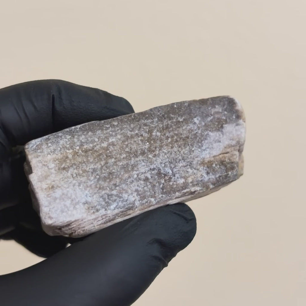 *NEW* Small Druzy Petrified Wood Specimen