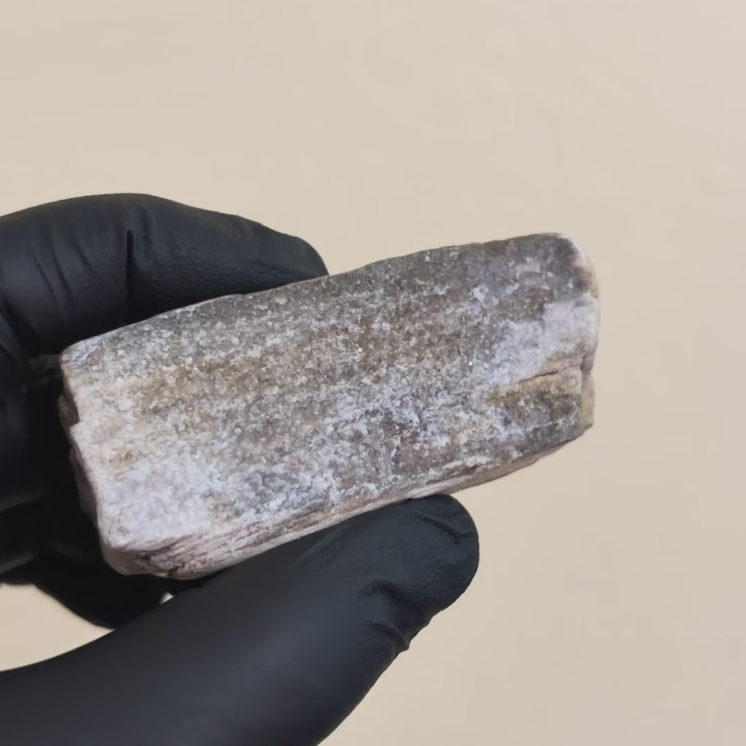 *NEW* Small Druzy Petrified Wood Specimen