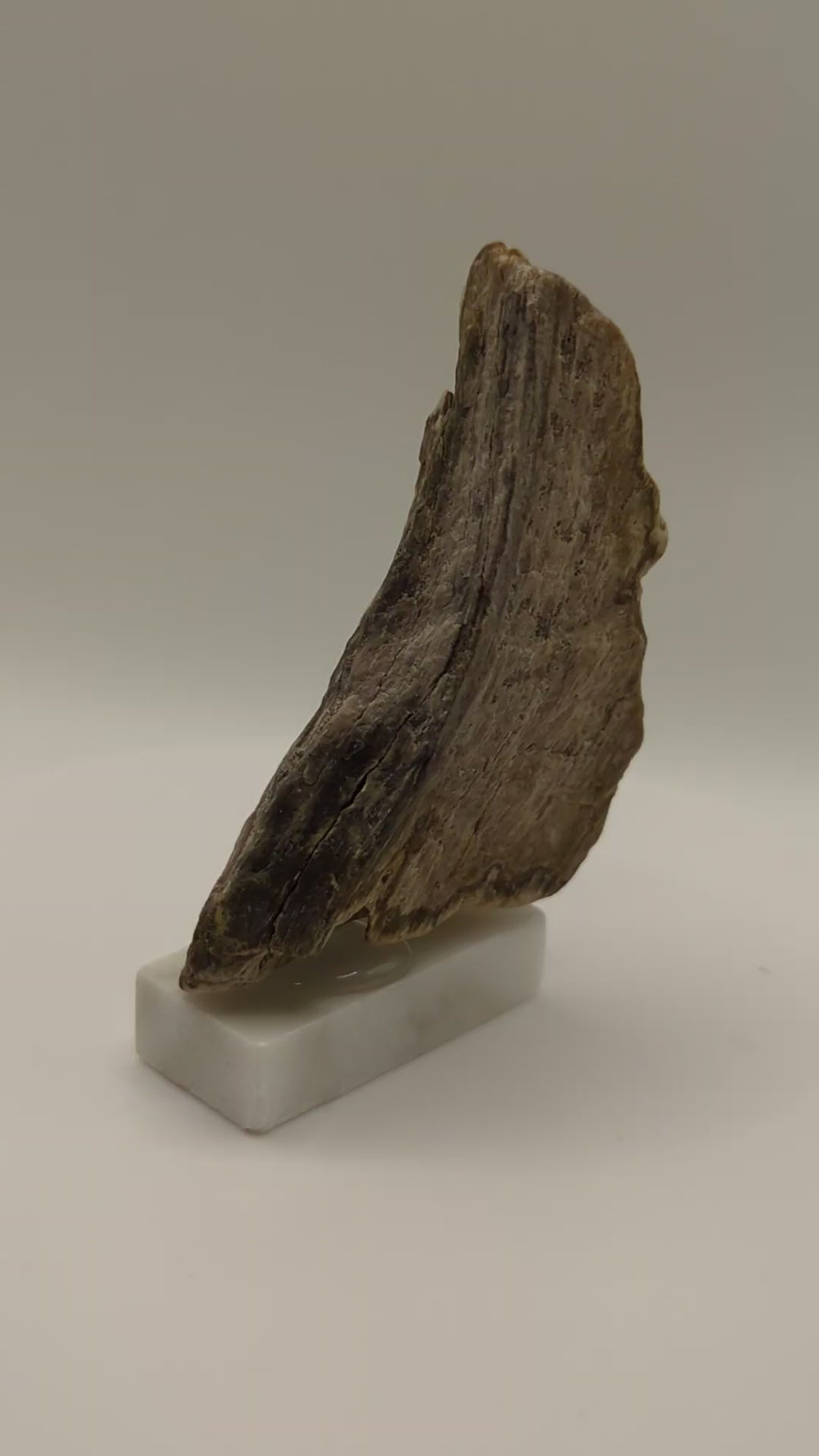 Small Petrified Wood Specimen with Druzy Crystals (with stand)