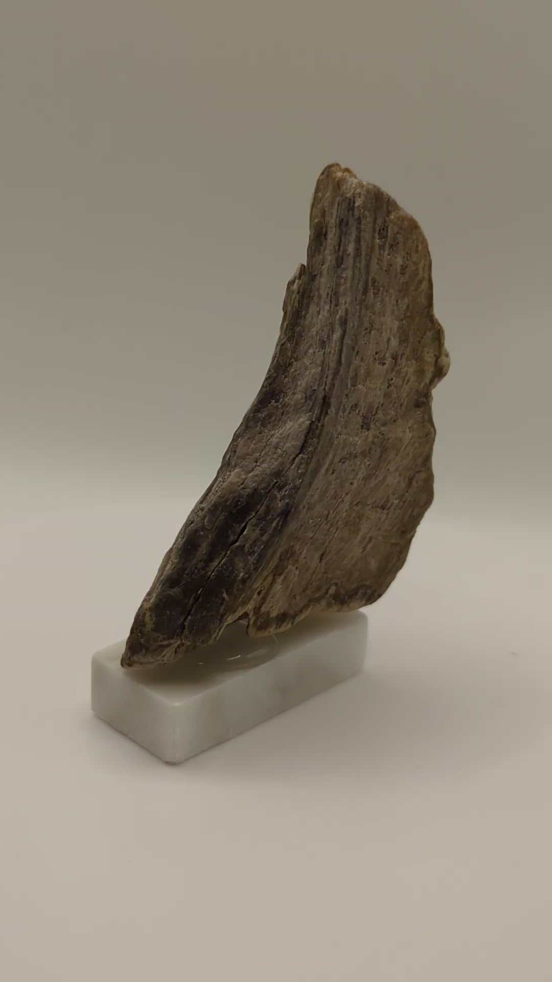 Small Petrified Wood Specimen with Druzy Crystals (with stand)